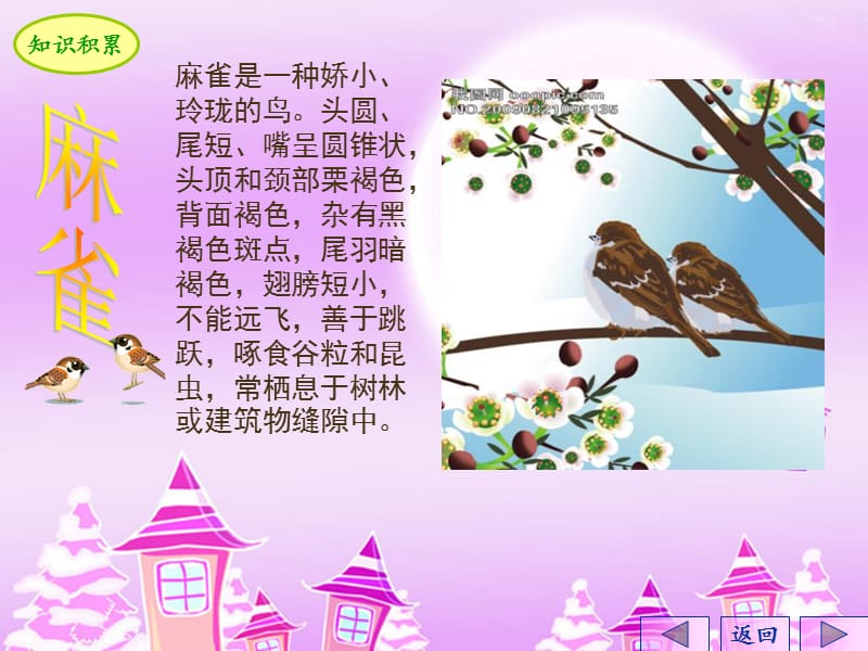 《麻雀》ppt课件.ppt_第2页