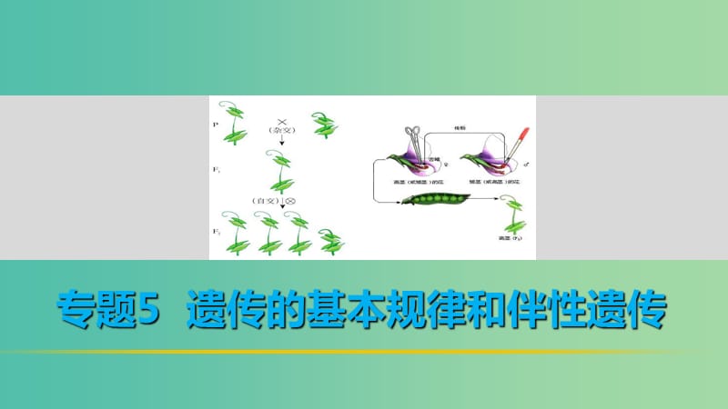 高考生物二轮复习 考前三个月 专题5 遗传的基本规律和伴性遗传 考点17“三步”破解遗传系谱图题课件.ppt_第1页