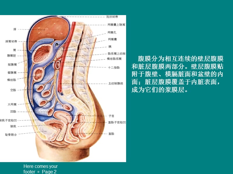 腹膜及肠系膜病变影像学分析_第2页