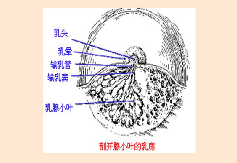 第十三章 乳腺肿瘤病人的护理_第3页