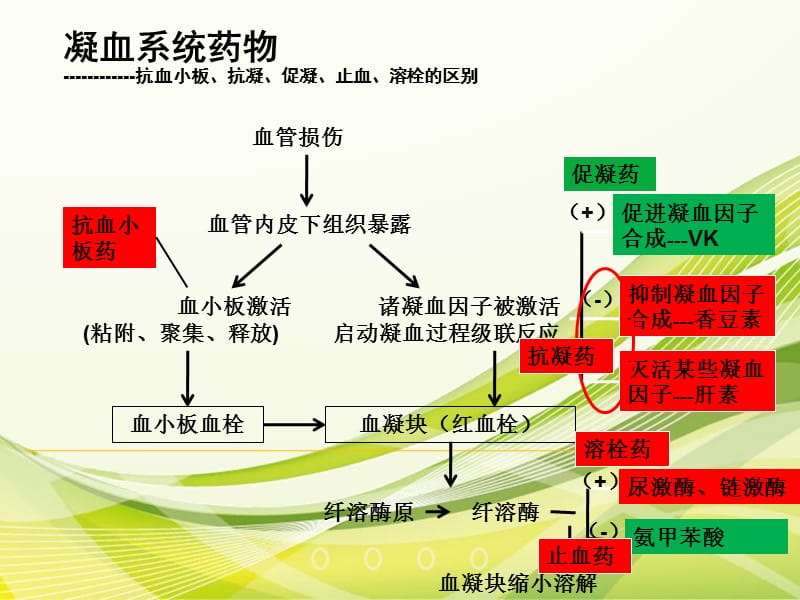 《抗凝药物简介》PPT课件.ppt_第2页