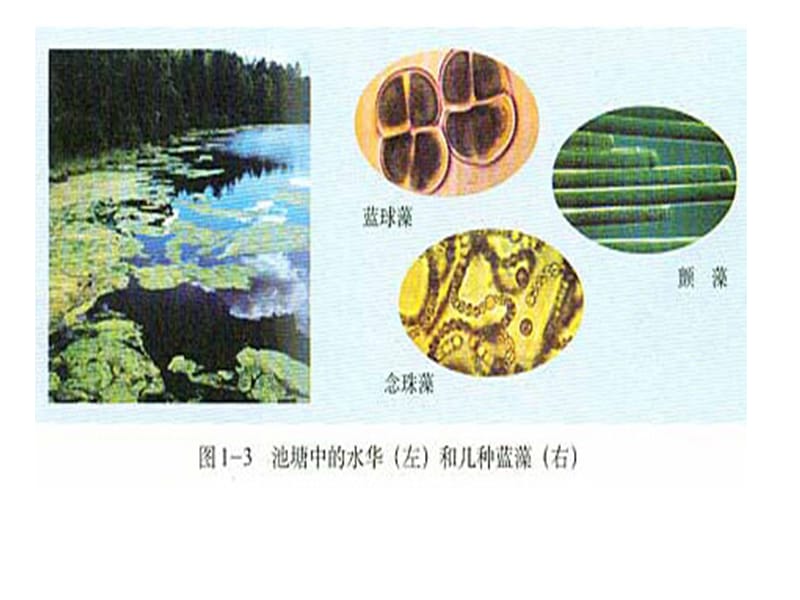 高中生物教材图片(清晰完整版).ppt_第2页