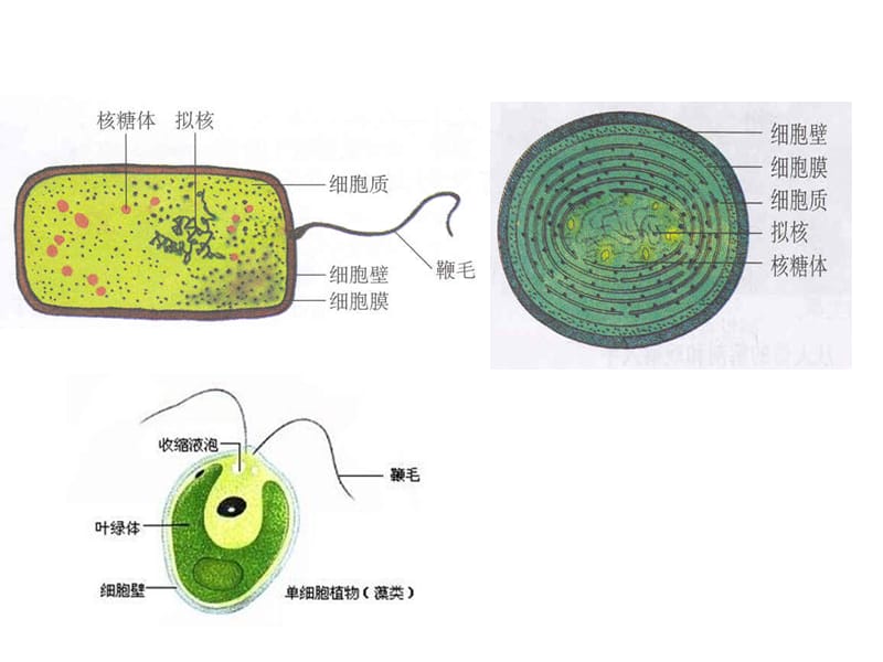 高中生物教材图片(清晰完整版).ppt_第3页