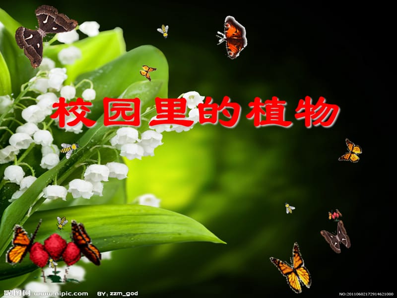 校园里的植物课件.ppt_第1页