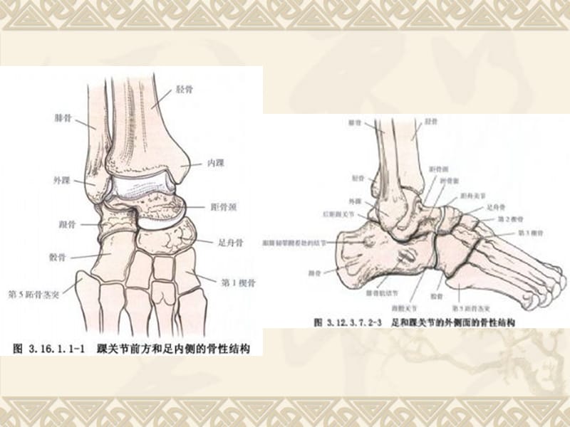 《三踝骨折-副本》PPT课件.ppt_第3页