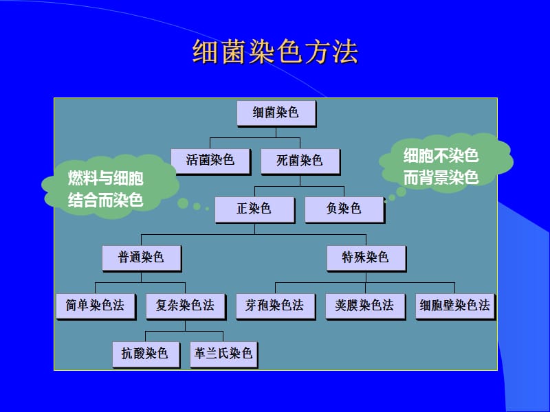 细菌染色技术_第2页