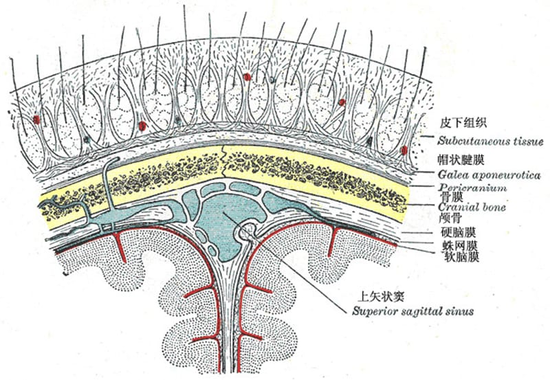 《头皮损伤的护理》PPT课件.ppt_第2页