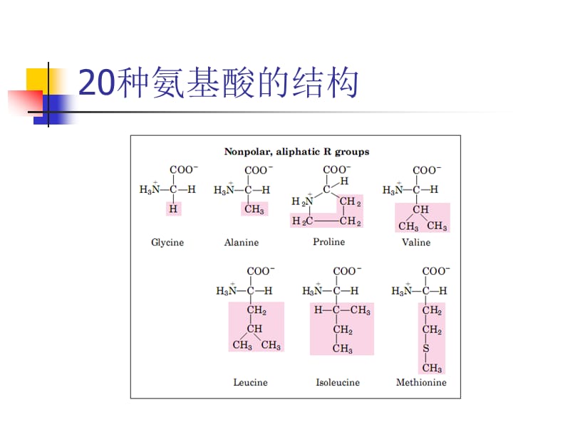 生物化学第二章蛋白质化学.ppt_第3页