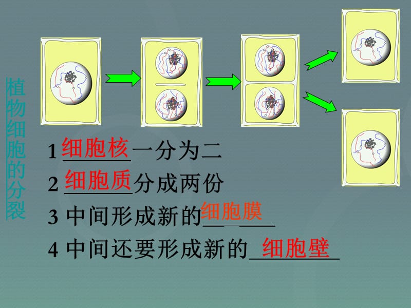 细胞分裂的过程、变化、意义.ppt_第2页