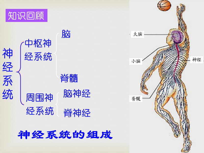 神经系统和生殖系统_第3页