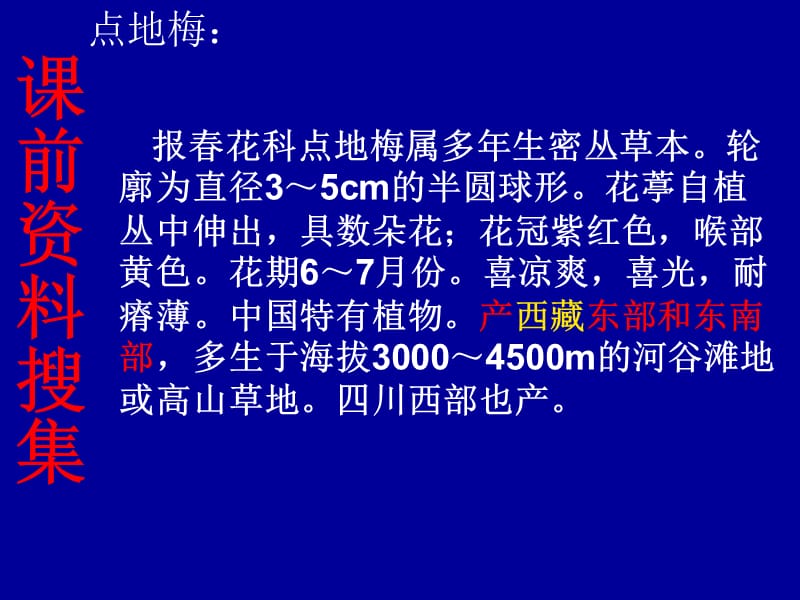 《烂漫的点地梅》PPT课件.ppt_第3页