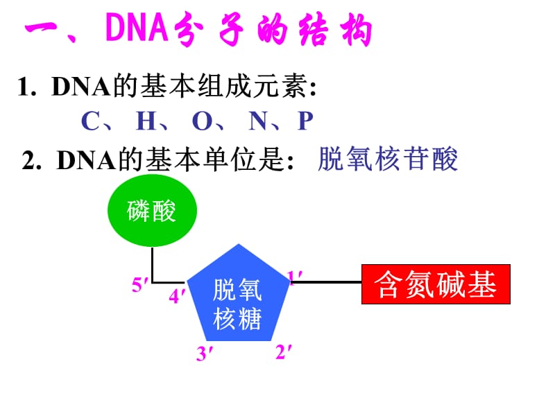 DNA分子的结构和复制及相关计算.ppt_第3页