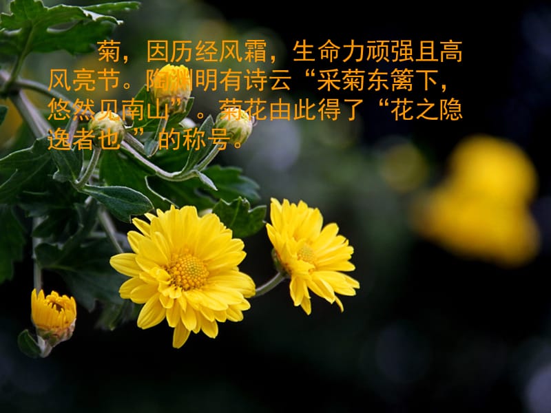 《写意菊花画法》PPT课件.ppt_第3页