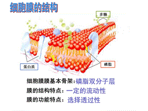 《物質(zhì)跨膜運(yùn)輸?shù)姆绞健?ppt