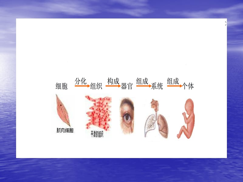 《生命活动的基本单位-细胞》.ppt_第2页