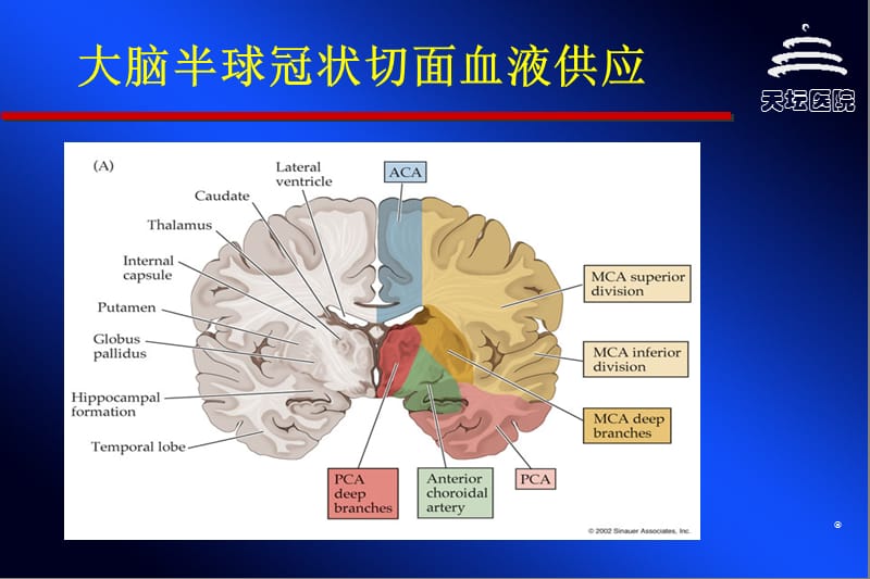 脑血管病与侧枝循环指南.ppt_第2页