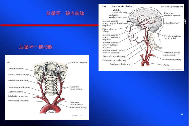 脑血管病与侧枝循环指南.ppt_第3页