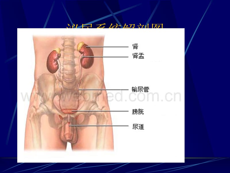 肾上腺疾病的治疗及护理 新_第2页