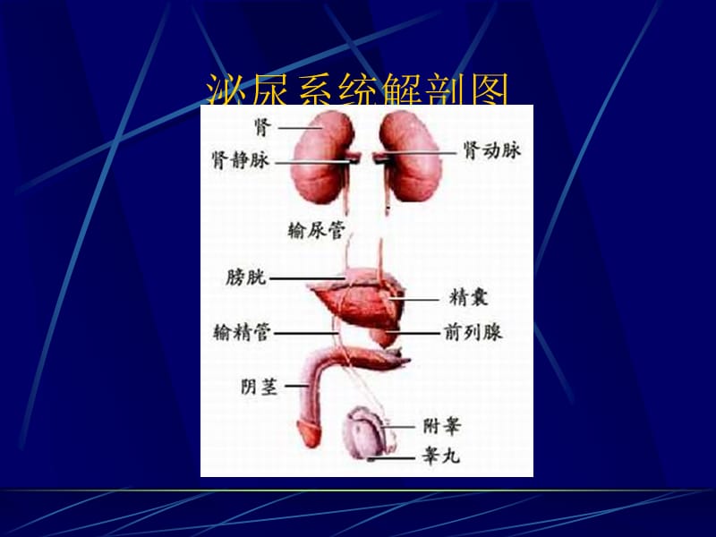 肾上腺疾病的治疗及护理 新_第3页