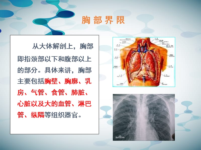 胸部检查第一节胸部的体表标志与常用标记线.ppt_第2页