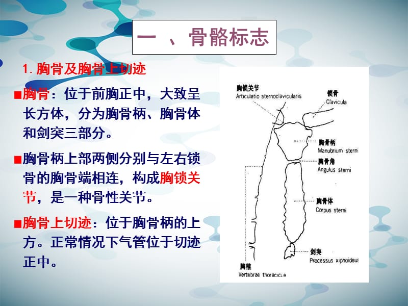 胸部检查第一节胸部的体表标志与常用标记线.ppt_第3页