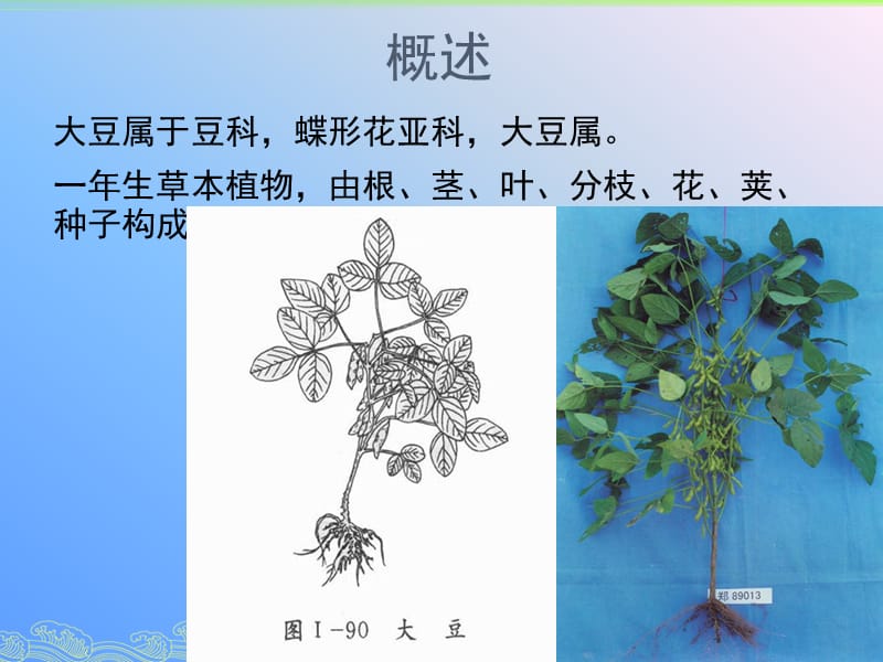 《大豆栽培技术》PPT课件.pptx_第2页