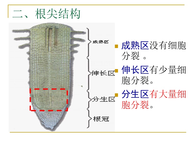 观察植物细胞的有丝分裂.ppt_第3页