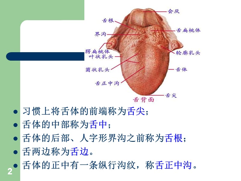 舌诊 图片较全ppt课件_第2页