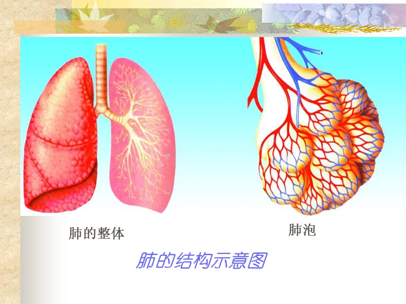 《人体呼吸系统》PPT课件.ppt_第3页