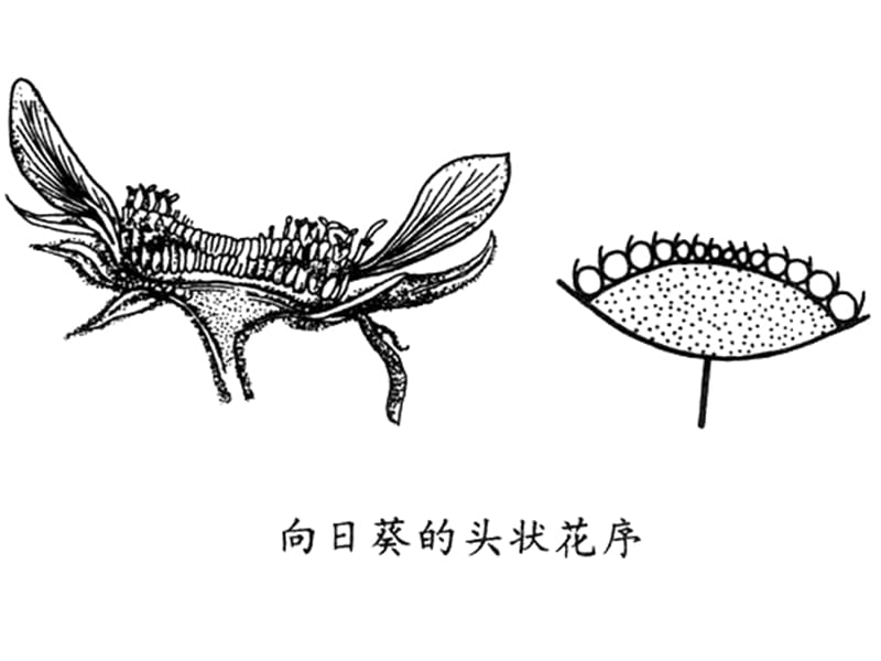 植物分类学-菊科.ppt_第3页