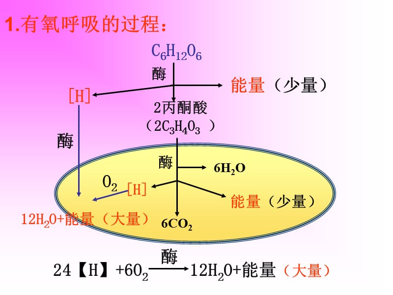 高一生物《细胞呼吸》PPT课件.ppt_第3页