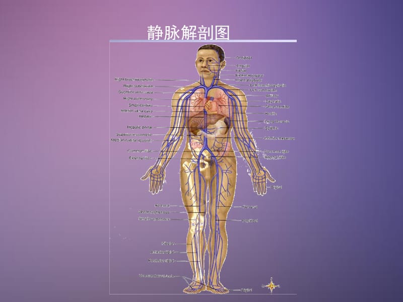 血液透析用静脉通路解剖.ppt_第2页