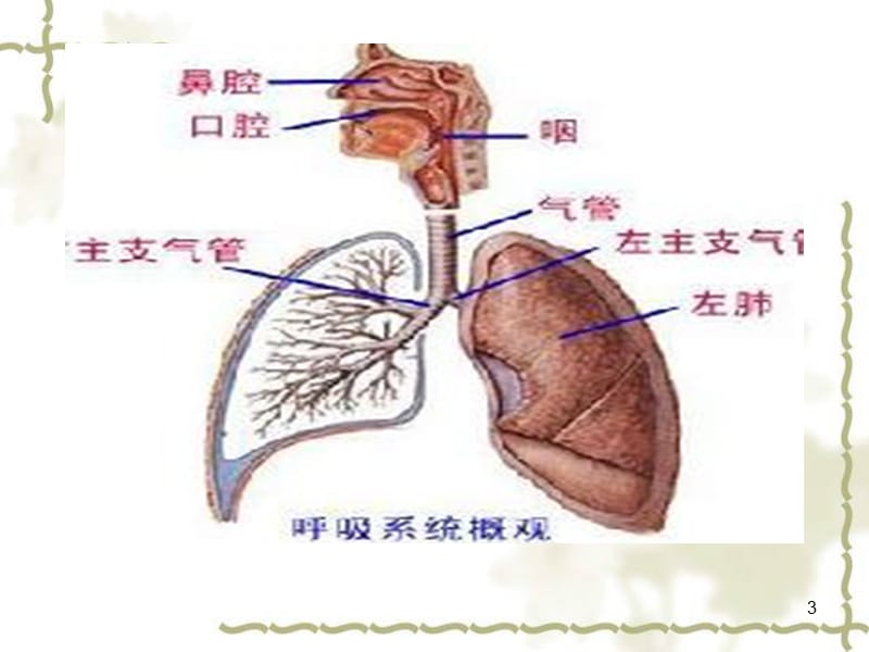 社区常见感冒ppt课件_第3页