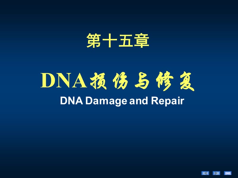《DNA损伤与修复》PPT课件.ppt_第1页