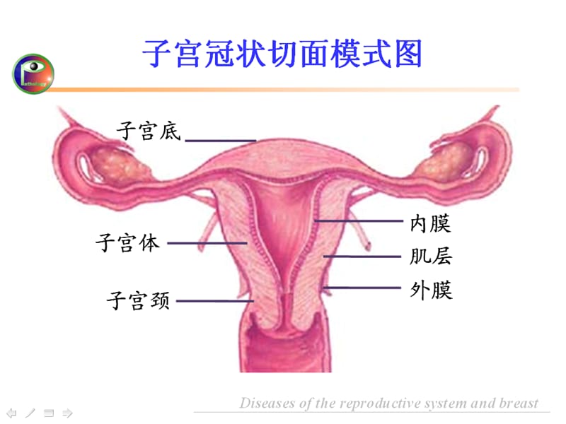 生殖系统和乳腺疾病_第3页