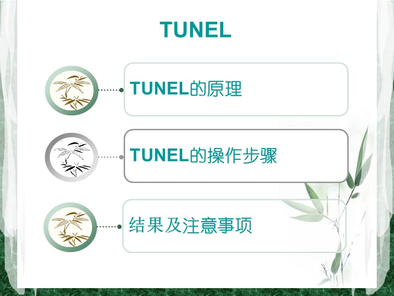 TUNEL法检测细胞凋亡实验原理和方法tunel完成.ppt_第2页