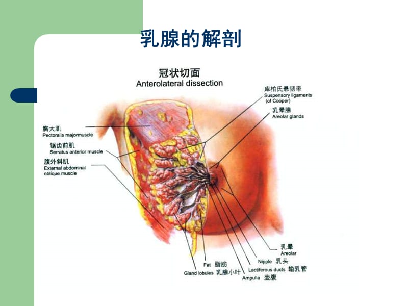 乳腺恶性肿瘤超声诊断_第2页