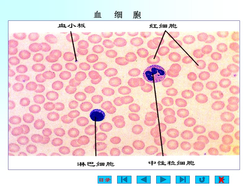 生理学课件-血液-ppt.ppt_第3页