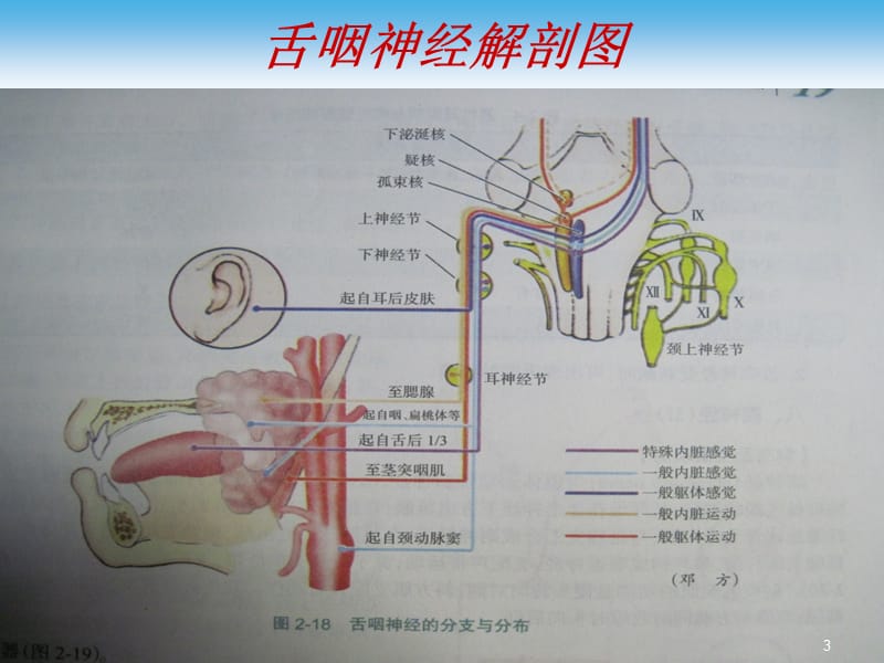 舌咽神经ppt课件_第3页