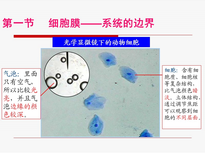 细胞膜-系统的边界公开课.ppt_第3页