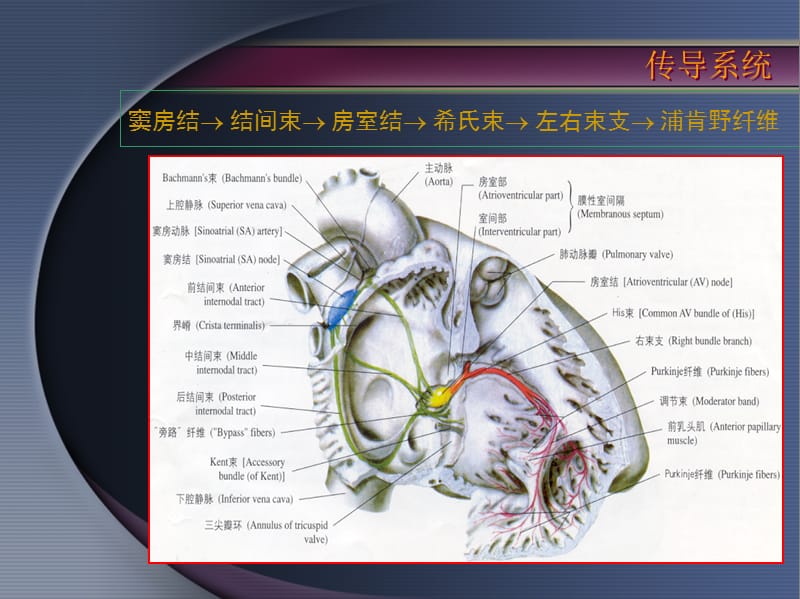 《心脏基础电生理》PPT课件.ppt_第3页