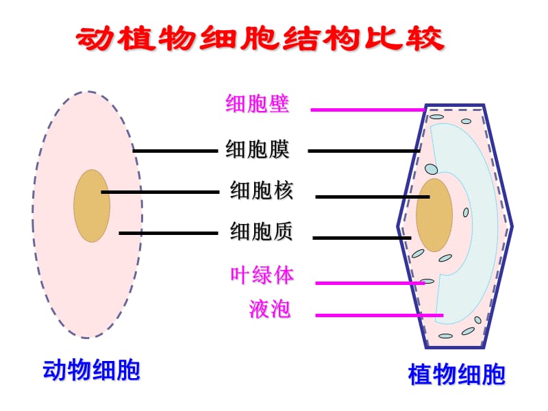 细胞的生活公开课.ppt_第2页