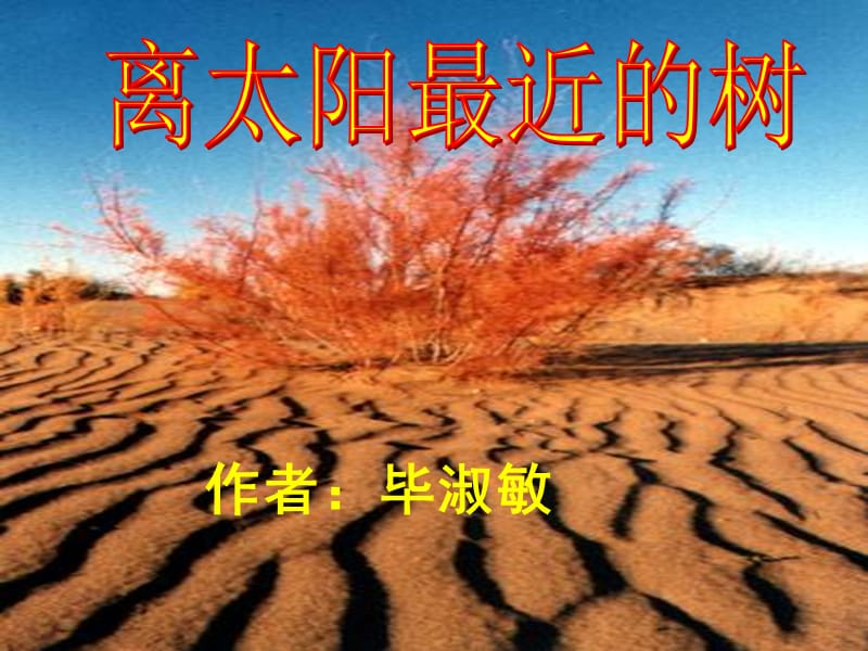 离太阳最近的树课件.ppt_第1页