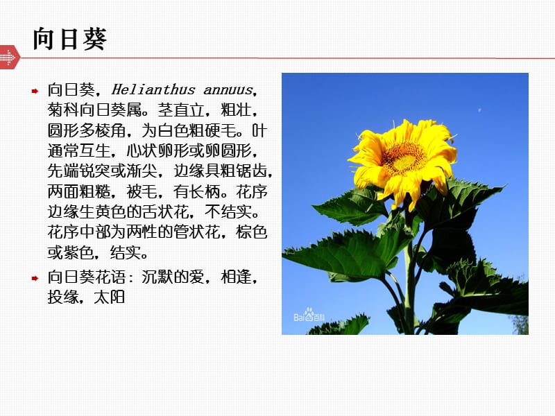 《向日葵养成日记》PPT课件.ppt_第2页