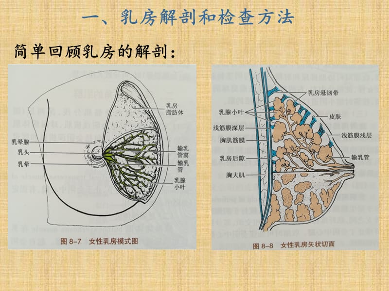 急性乳腺炎ppt课件.ppt_第3页