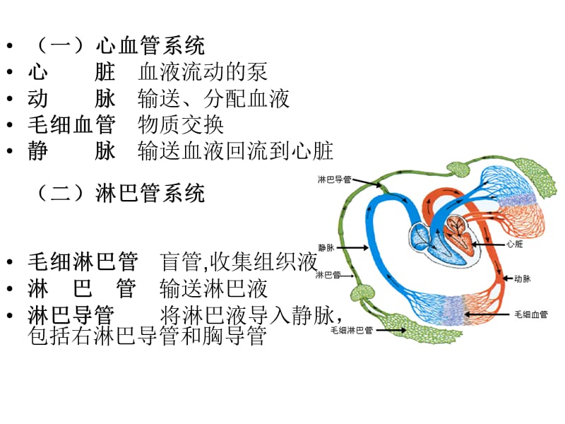 组织学与胚胎学组胚循环系统.ppt_第2页