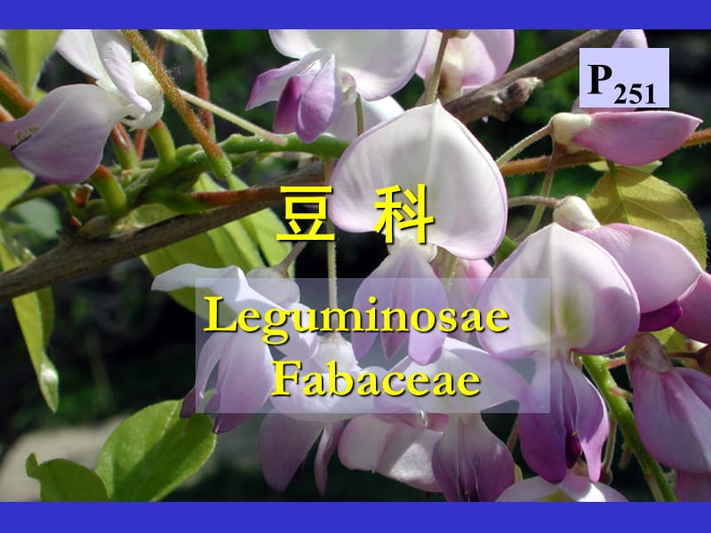 药用植物学-豆科.ppt_第1页