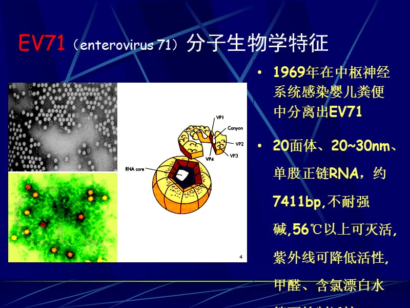 手足口病的流行态势及防治策略_第3页