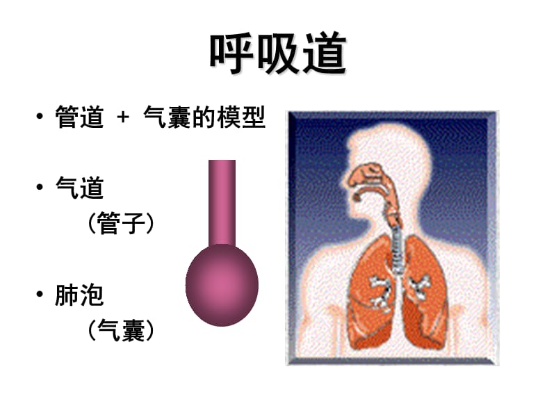 《呼吸力学的监测》PPT课件.ppt_第2页