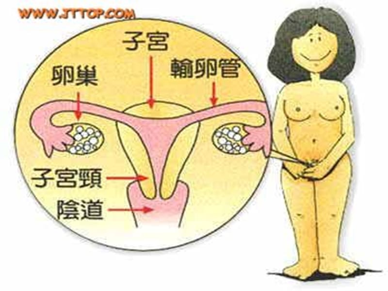 青春期生理卫生女生篇-ppt】_第3页